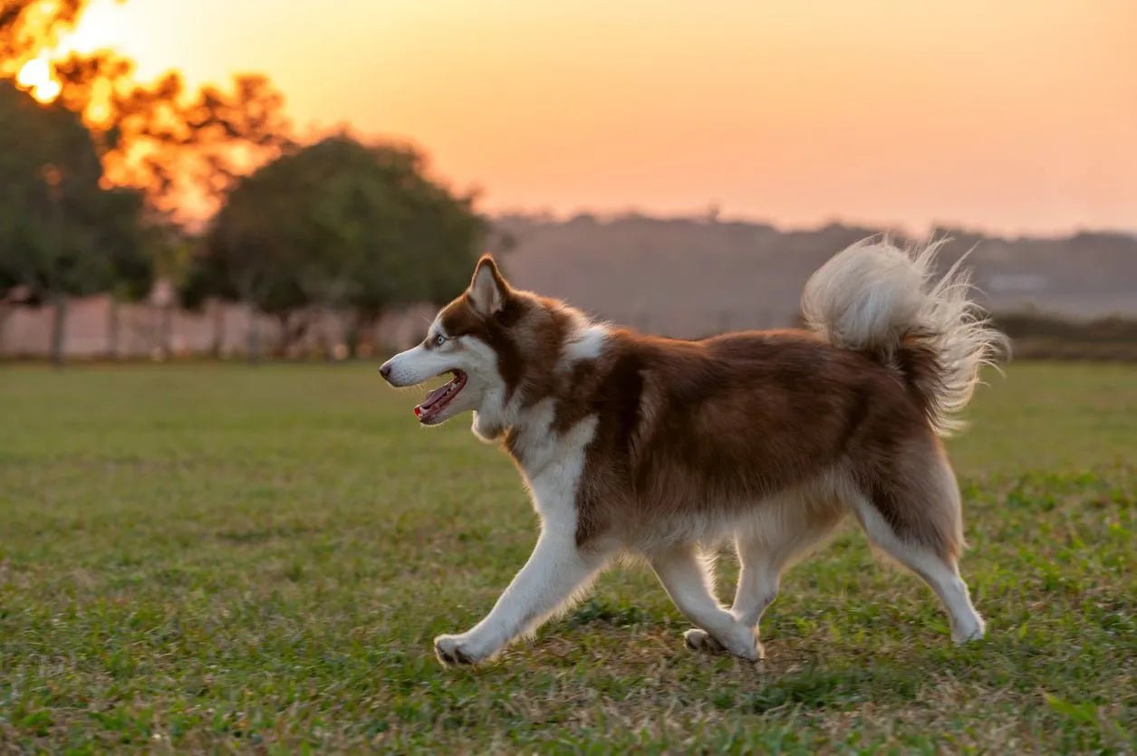 Canine Podiatry & Hygiene - Pawra Pet Care