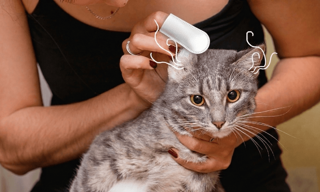 Feline Otology & Communication - Pawra Pet Care
