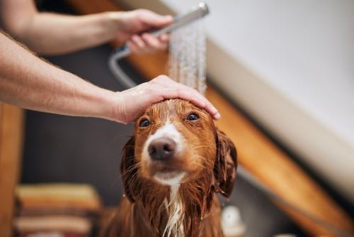 How Often Should You Bathe a Dog at Different Ages? A Veterinary-Based Guide - Pawra Pet Care