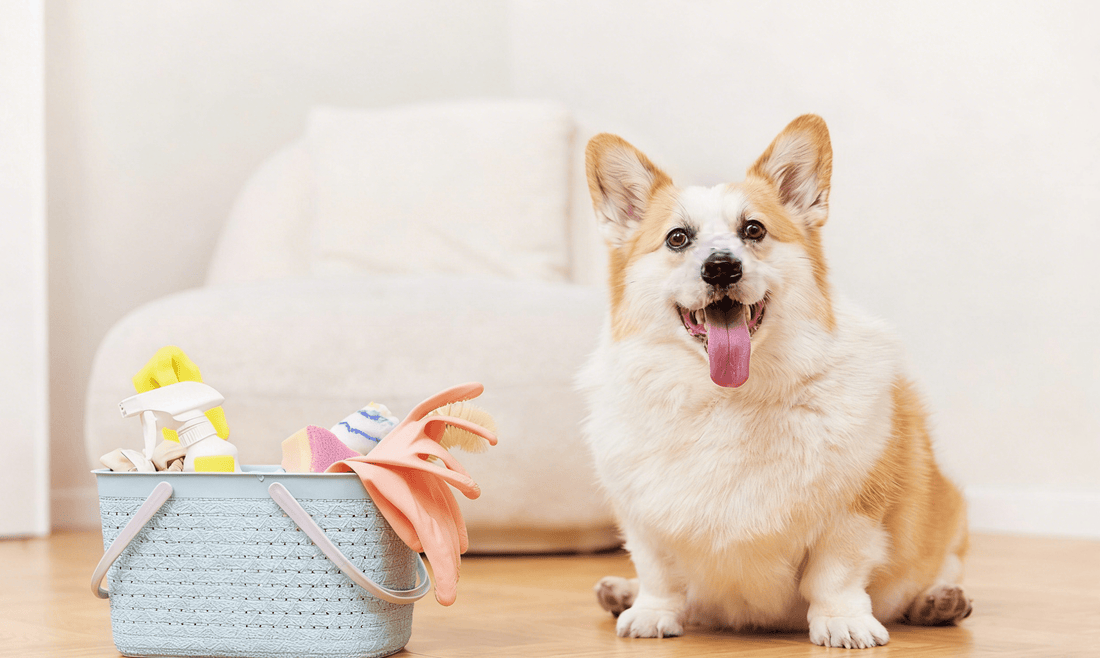 How to Keep Your Pet Clean & Fresh Between Baths (Complete Daily Care Guide) - Pawra Pet Care