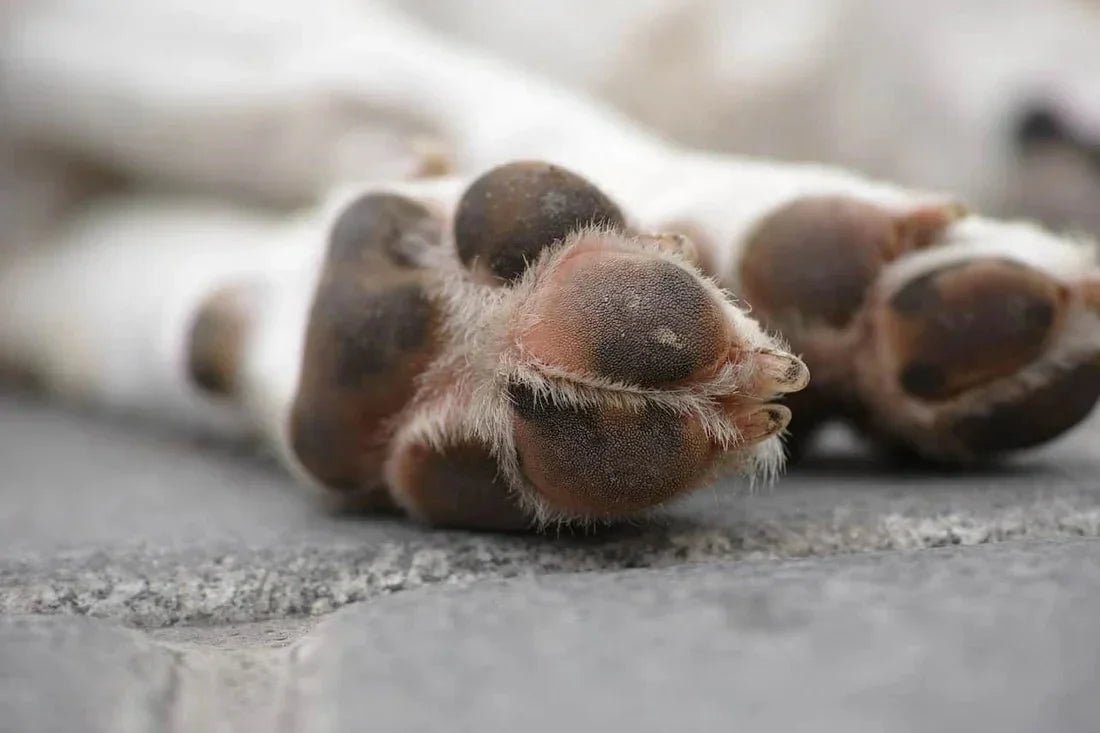 Should You Clean Your Dog’s Paws After Every Walk? - Pawra Pet Care