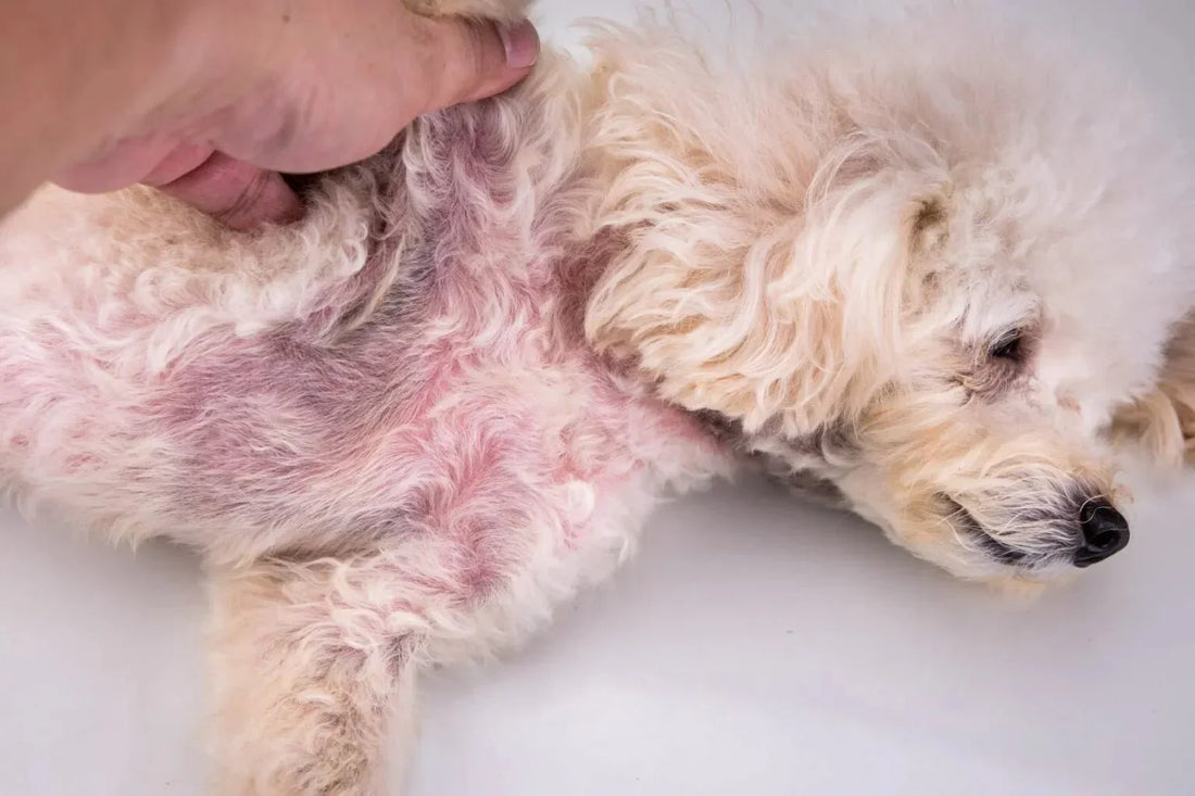 What Causes Itchy Skin in Dogs? A Comprehensive Veterinary Overview - Pawra Pet Care