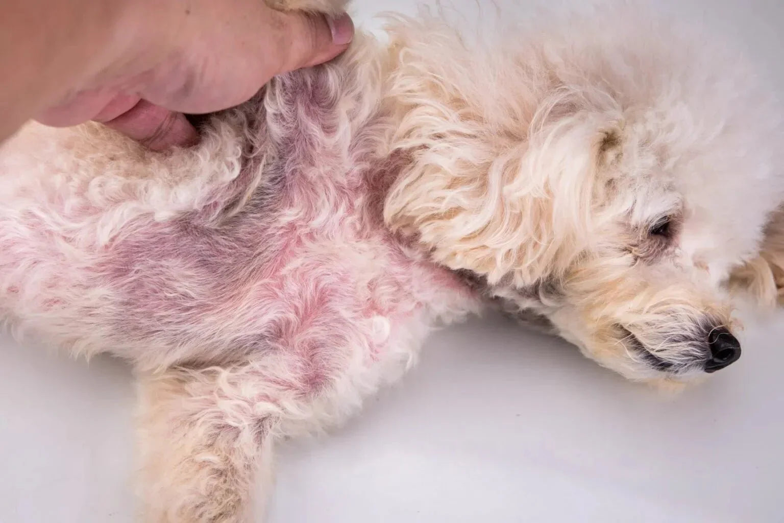 What Causes Itchy Skin in Dogs? A Comprehensive Veterinary Overview - Pawra Pet Care