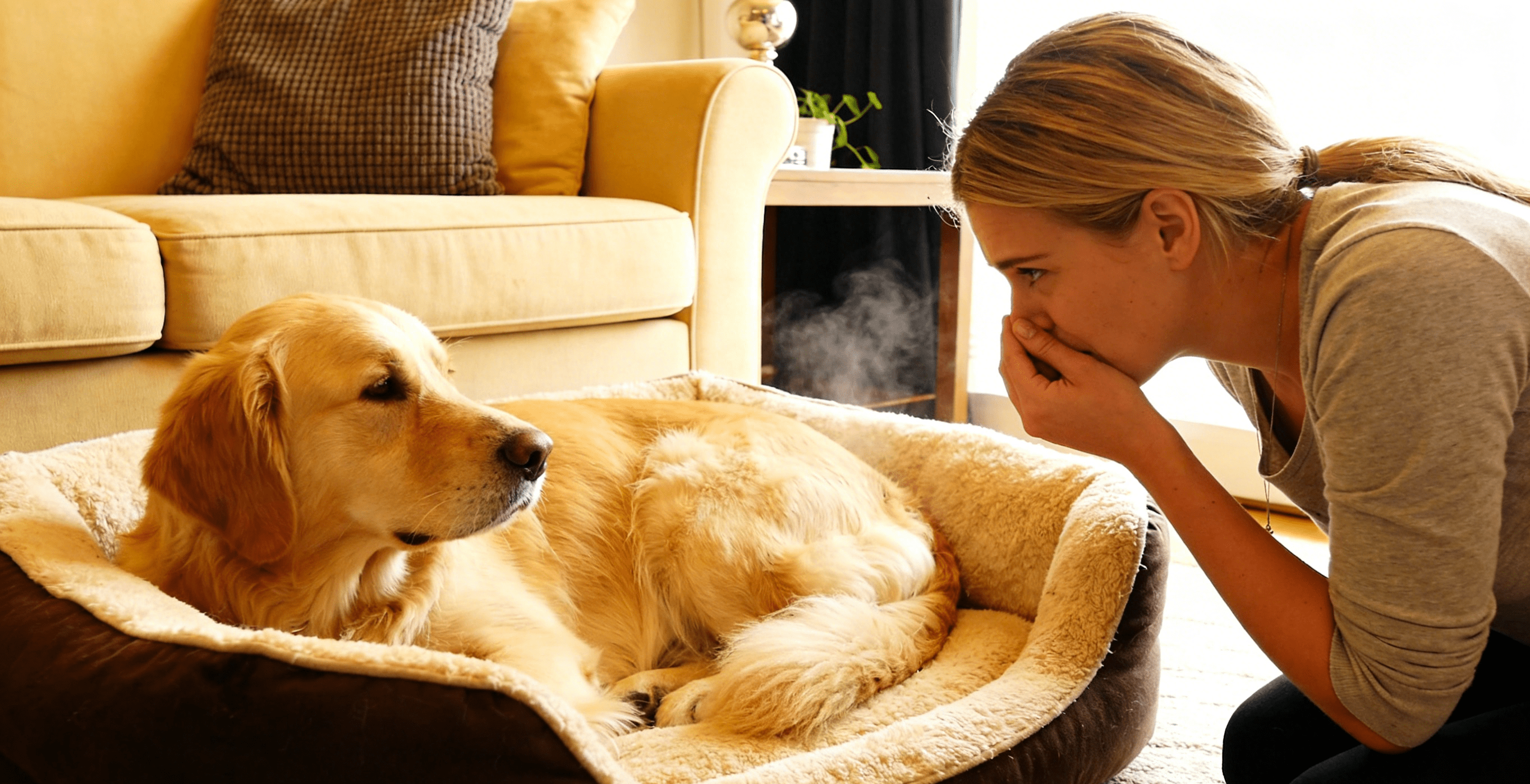 Why Your Pet Still Smells After Cleaning (And How to Fix It) - Pawra Pet Care